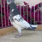 للبيع زوج رام