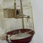 طيور زبرا شرط انتاج
