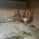 جوز زاجل كارل مليمينز مع فروخه