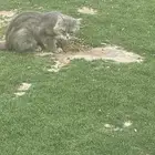 قطه تبني