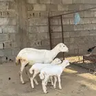 نعجه منتوج بتوأم