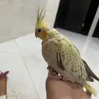 فرخ كروان اليف