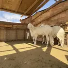 القصيم الرس طريق القرين