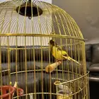 كناري مغرد تم البيع