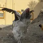 ديك براهما كولمبي اصيل