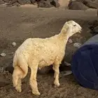 طليان ثلاجه