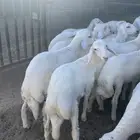 بهم فواخرر تم البيع