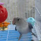 انثى روز