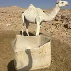 للبيع بكرة حقة طيبة سليمة شرط