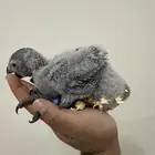 للبيع فرخ كاسكو