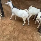 تيوس وبرابر وسواكن ورفيديات مرابي