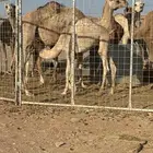 قعود لحم