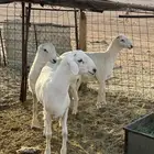 طليان حري ذبايح
