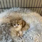 قط شيرازي