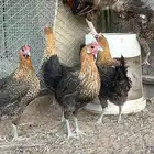 دجاج فيومي ذهبي