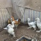 دجاج براهما