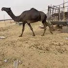 بعير فحل على الزايد جده وافي بن قروش