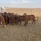 سواكن حمري تربيه ماشالله شي يبيض الوجه
