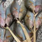 سمك طازج