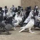 حمام مشكله