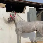 حصان شعبي