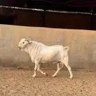 تيس فحل ابرص