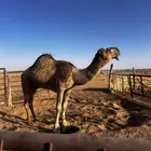 بعير حمر للبيع