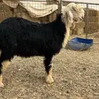 رخل نجديه صنف الصنف دافع