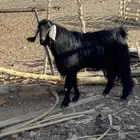 تيس عرضي