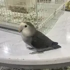 جوز روز تربيه