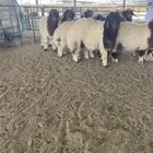 مشالله ذبايح نعيم فاخره