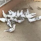 قماري ابو طربوشين للبيع في بيشة