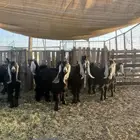 جفرات عوارض