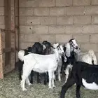 جفار عدد 7 عناق. وتيس كامل العدد 8