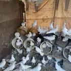 حمام مشكل على السوم