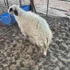 رخل للبيع