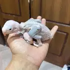 فروخ دره نيبالي و هولندي