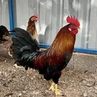 دجاج عربي أصيل