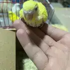 فرخ طيورحب الالوان ابيض واصفر والعيون حمر وصحت الطير طيبه