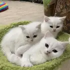 كيتن بيور بريتش للبيع