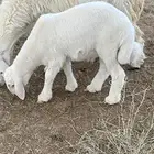 خروف حري شرط صحته وشحم عمره شهرين 5 ايام على الحليب