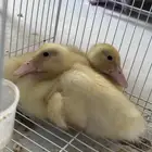 بط صغير للبيع