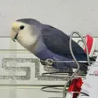 love bird majestic small