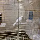 كناري