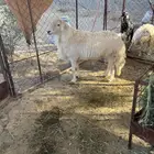 خروف فحل مشروط