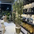 شجرة الهبة الجديدة (الزيتون)