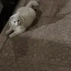 قط ضايع حصلته عند بيتنا
