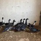 بط لاحم