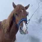 للبيع سيسي آلعمر 4سنوات عل اسوم