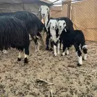 للبيع غنم مواليد ثنتين نجد والثالث الفحل